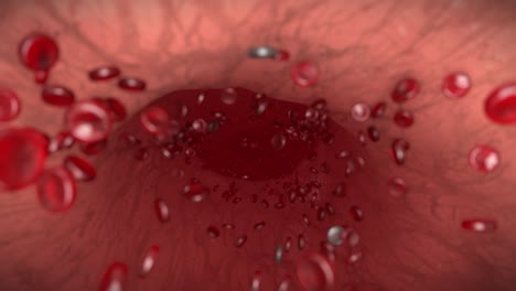 Glóbulos-Rojo-Blanco-Vena-Arteria-Glóbulos-Biología-Ciencia-Médica-Doctor-4k